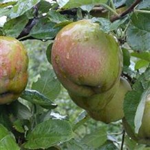 Æbletræ  'Belle De Boskoop'